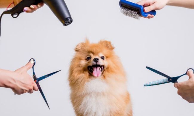 Domowy grooming — od czego zacząć?