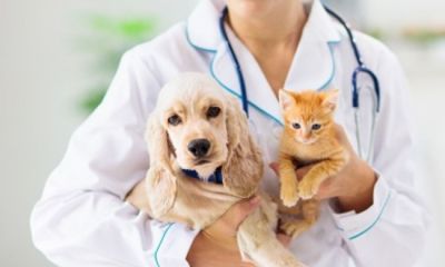 Technik weterynarii a lekarz weterynarz: podstawowe różnice